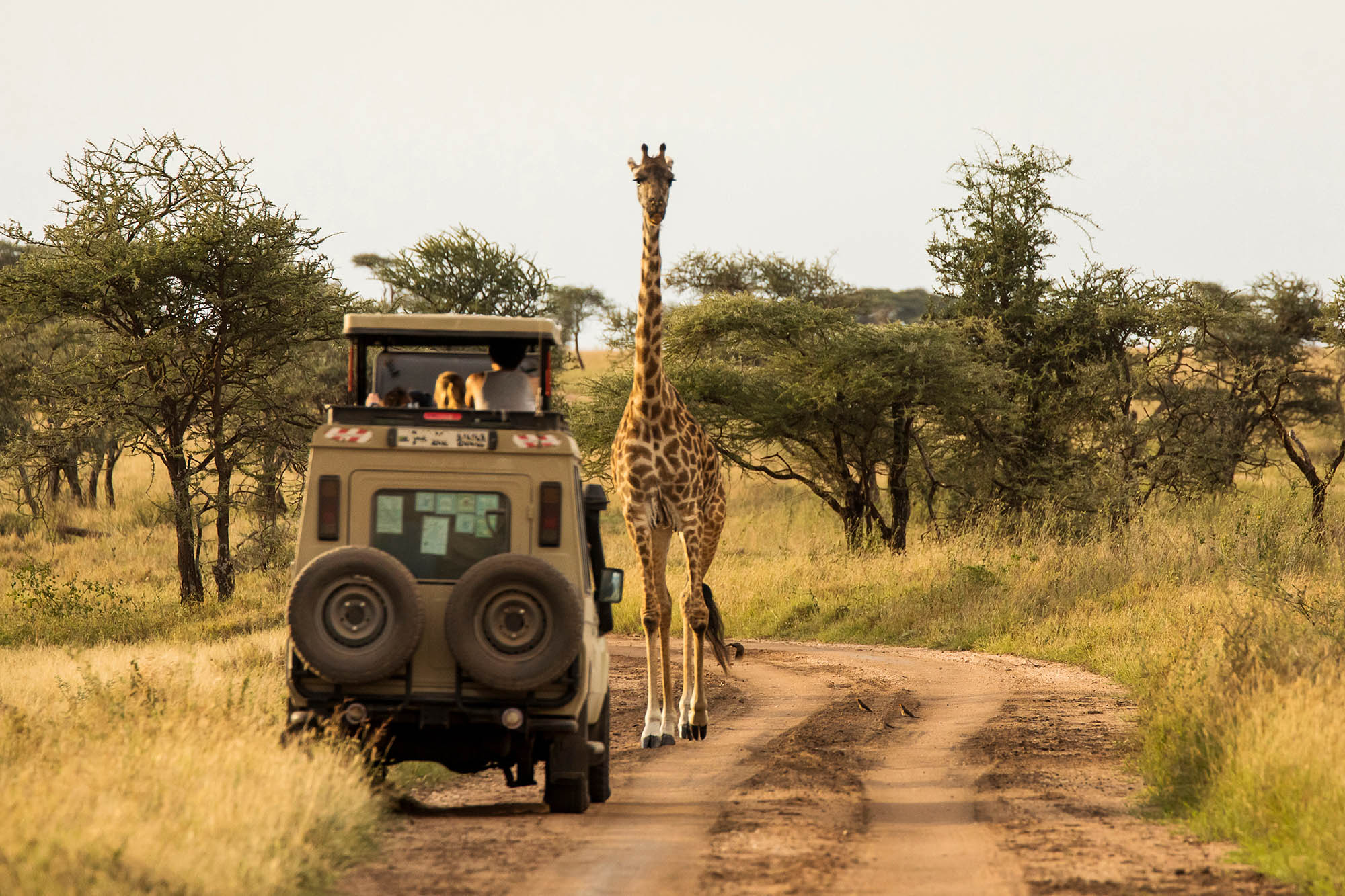 sarfari giraffe